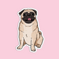 Pug Dog Sticker