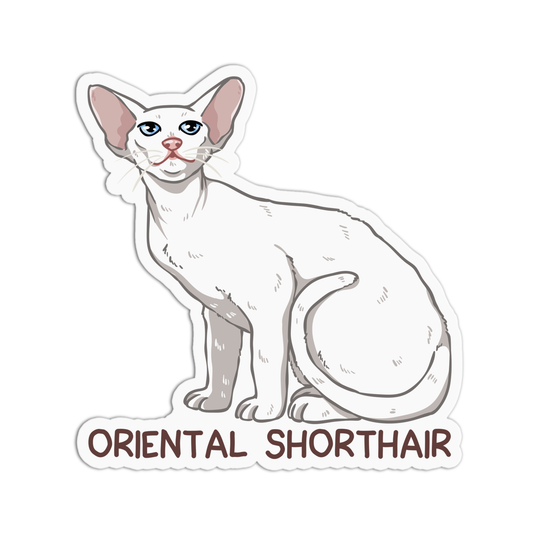 Oriental Short hair Cat Sticker