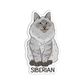 Siberian Cat Sticker