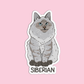 Siberian Cat Sticker